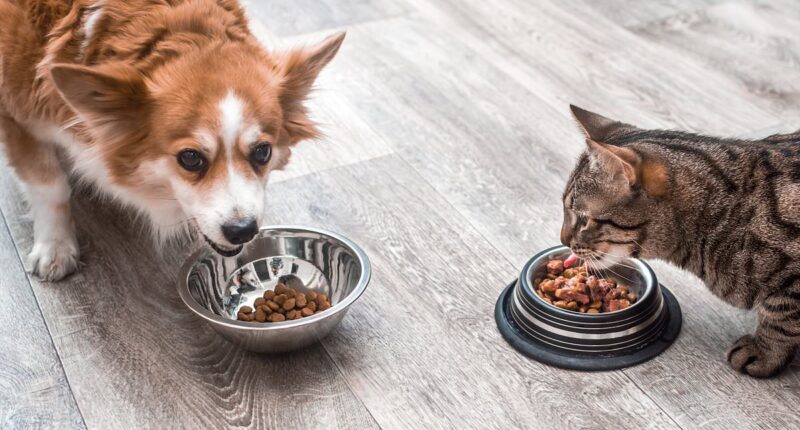 Urgent recall for pet food contaminated with bird flu issued after cat dies