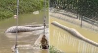 Watch moment gigantic monster python is seen swimming away in flood waters in Thailand after ‘eating dog’