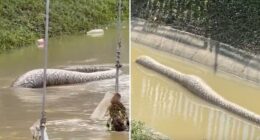 Watch moment gigantic monster python is seen swimming away in flood waters in Thailand after ‘eating dog’