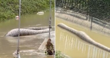 Watch moment gigantic monster python is seen swimming away in flood waters in Thailand after ‘eating dog’