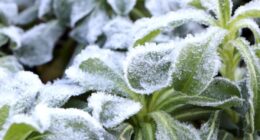 What to do (and not to do) when covering plants in a Florida freeze