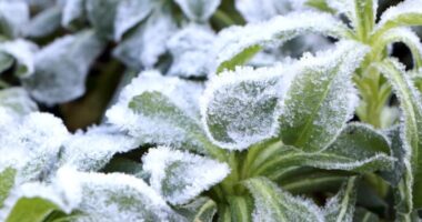 What to do (and not to do) when covering plants in a Florida freeze