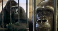 World’s loneliest gorilla Bua Noi spending her 41st Christmas ALONE still trapped in mall cage for shoppers to gawp at