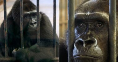 World’s loneliest gorilla Bua Noi spending her 41st Christmas ALONE still trapped in mall cage for shoppers to gawp at