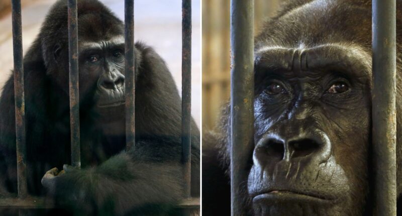 World’s loneliest gorilla Bua Noi spending her 41st Christmas ALONE still trapped in mall cage for shoppers to gawp at