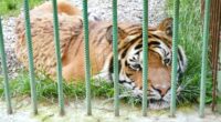 Zoo keeper, 52, killed in horror tiger attack as beast ‘bit him on the head after he forgot to close cage door’