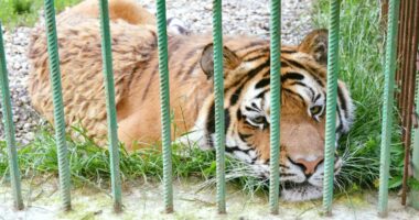 Zoo keeper, 52, killed in horror tiger attack as beast ‘bit him on the head after he forgot to close cage door’