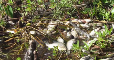 ‘Smells really bad:’ Why are dead fish washing up in Lake Eustis?