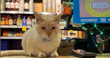 Bentley the Bondi Beach cat