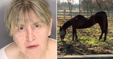 27 dead horses found in California, leading to woman's arrest