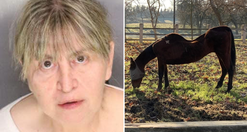 27 dead horses found in California, leading to woman's arrest