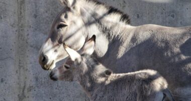 A wild ass full of sass: Meet the Denver Zoo's newest member