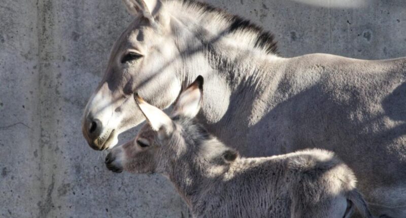 A wild ass full of sass: Meet the Denver Zoo's newest member