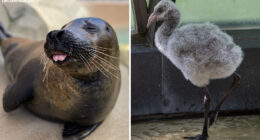 Bird flu deaths: Harbor seal, Chilean flamingo die from highly pathogenic avian influenza at Lincoln Park Zoo, officials say