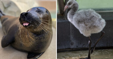 Bird flu deaths: Harbor seal, Chilean flamingo die from highly pathogenic avian influenza at Lincoln Park Zoo, officials say