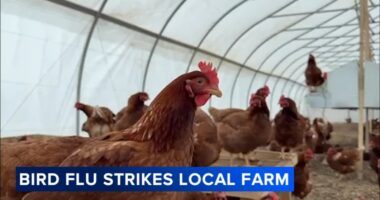 Bird flu strikes 'Kakadoodle' chicken farm in Matteson, multiple hens die from disease