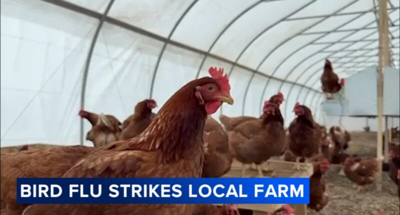 Bird flu strikes 'Kakadoodle' chicken farm in Matteson, multiple hens die from disease