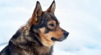 Caring for your pets as temps drop below zero