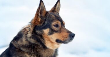 Caring for your pets as temps drop below zero