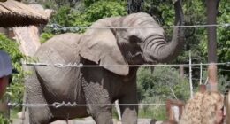 Colorado Supreme Court against elephant habeas corpus claim