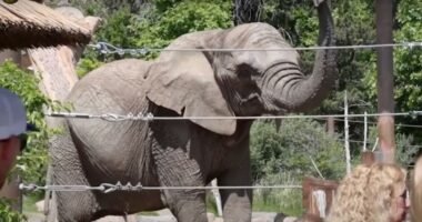 Colorado Supreme Court against elephant habeas corpus claim