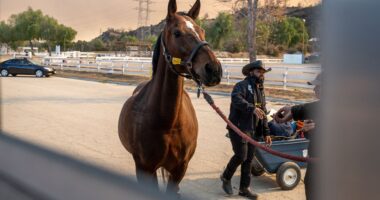 Compton Cowboys step up during Los Angeles wildfires to rescue endangered horses