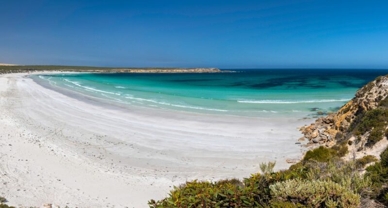 Desperate search launched for surfer, 28, missing after he was ‘attacked by shark’ as swimmers are banned from beach