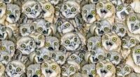 Everyone can see the owls – but you have 20/20 vision and high IQ if you can spot the cat in this puzzle in 7 seconds