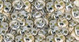 Everyone can see the owls – but you have 20/20 vision and high IQ if you can spot the cat in this puzzle in 7 seconds