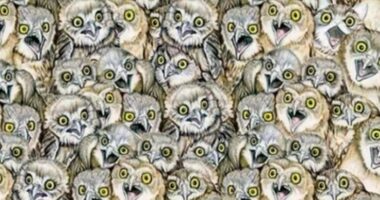 Everyone can see the owls – but you have 20/20 vision and high IQ if you can spot the cat in this puzzle in 7 seconds