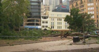 The tree came down at the park on Elizabeth Street and Market Street in Sydney's CBD, near St James train station.