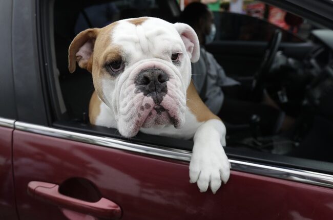 Feel-Good Friday: As Fires Rage in LA, Precious People Ensure the Animals Are Not Forgotten