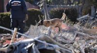 Grim task of finding bodies in LA fires as sniffer dogs comb ash of 12k torched homes & Trump warns of ‘many more dead’