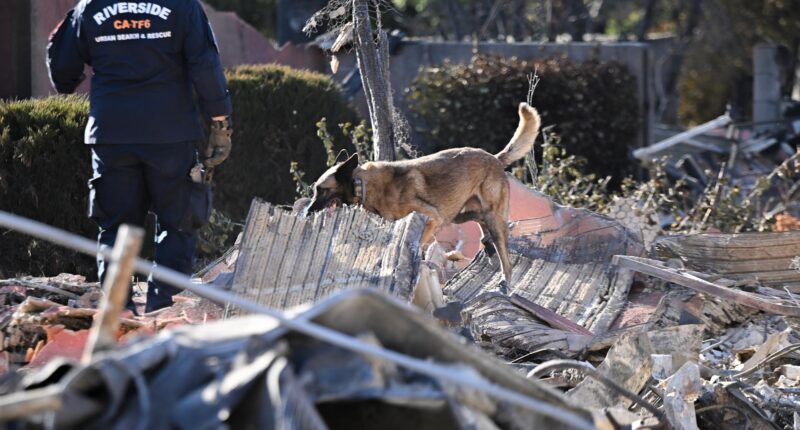 Grim task of finding bodies in LA fires as sniffer dogs comb ash of 12k torched homes & Trump warns of ‘many more dead’