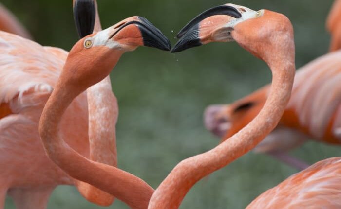 Have you heard? Legislation filed to make Flamingo state bird of Florida