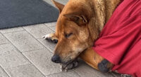 Heartbreaking pics show dog Moo Dang refusing to leave spot she used to sit with her homeless owner after he died