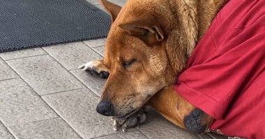 Heartbreaking pics show dog Moo Dang refusing to leave spot she used to sit with her homeless owner after he died