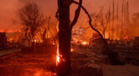 Los Angeles tree advocates wait and hope that fire damage won't be too severe