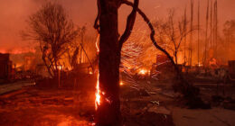 Los Angeles tree advocates wait and hope that fire damage won't be too severe