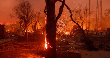 Los Angeles tree advocates wait and hope that fire damage won't be too severe