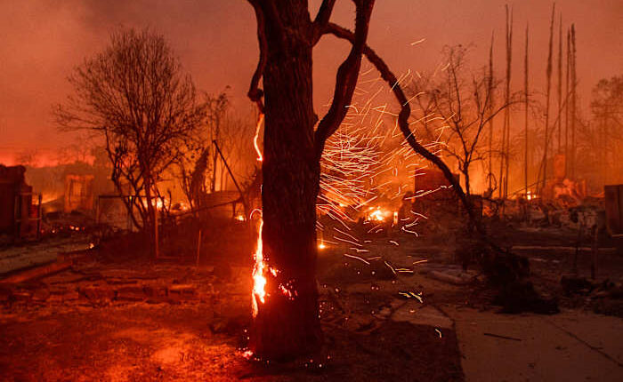 Los Angeles tree advocates wait and hope that fire damage won't be too severe