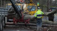 Man is killed by falling tree in Ireland after Storm Eowyn pummels the UK with savage 100mph winds