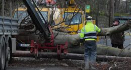 Man is killed by falling tree in Ireland after Storm Eowyn pummels the UK with savage 100mph winds