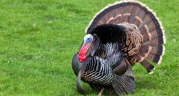 Man ticketed after shooting a turkey, offering carcass as a birthday present to a friend