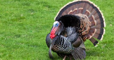 Man ticketed after shooting a turkey, offering carcass as a birthday present to a friend