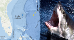 Massive 1,400-pound great white shark pings off Florida beach 4 times in 1 day