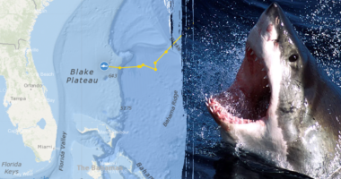 Massive 1,400-pound great white shark pings off Florida beach 4 times in 1 day