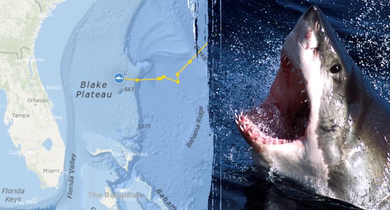 Massive 1,400-pound great white shark pings off Florida beach 4 times in 1 day