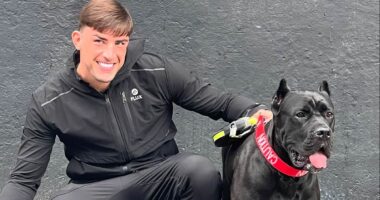 Meet the XL Bully 'on steroids': How the Cane Corso popularised by Marcus Rashford, Vin Diesel and Megan Thee Stallion became the new 'status' dog... but experts warn they are MORE dangerous than banned breed