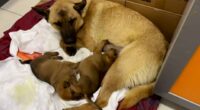 Mother dog lost nearly ALL her litter before taking dying last pup to vet where only surviving sibling was being treated